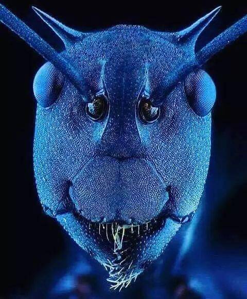 20张你从未见过的奇怪照片!蚂蚁放大后非常吓人