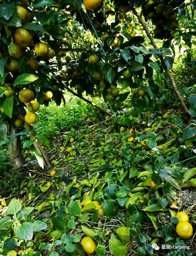最后提醒大家,瓜熟蒂落,果熟