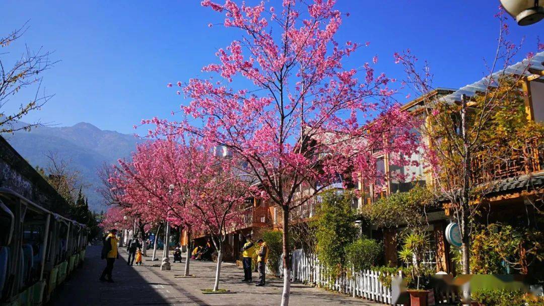 【行摄云南】大理古城,浪漫冬樱_李淮