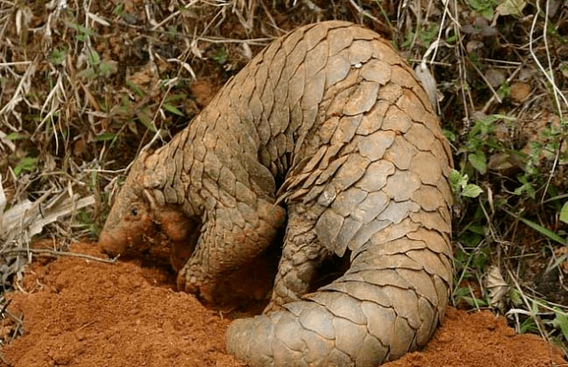 这4种动物因太美味被吃到濒临灭绝,第三种现在是中国的保护动物_人类