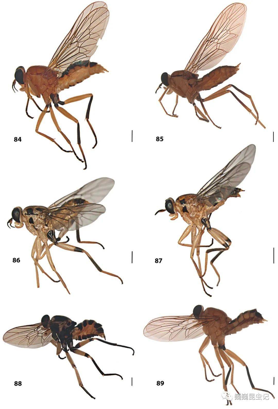 【虫谱大观】木虻