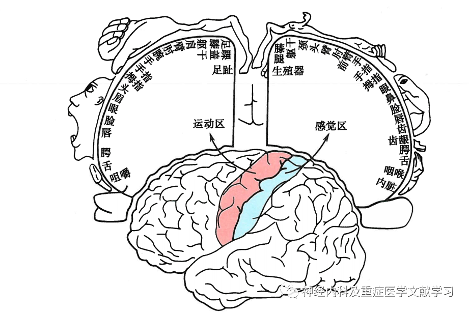 其主要功能区包括:①皮质运动区:位于中央前回,该区大锥体细胞的轴突