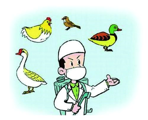 走到生鲜区,康仔看着冰箱里摆满了一只只光秃秃的鸡,觉得一点也不可爱