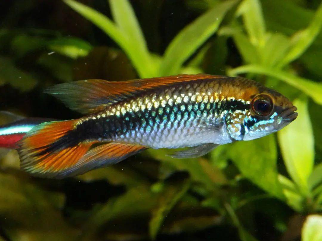 南美洲短鲷southamericandwarfcichlid