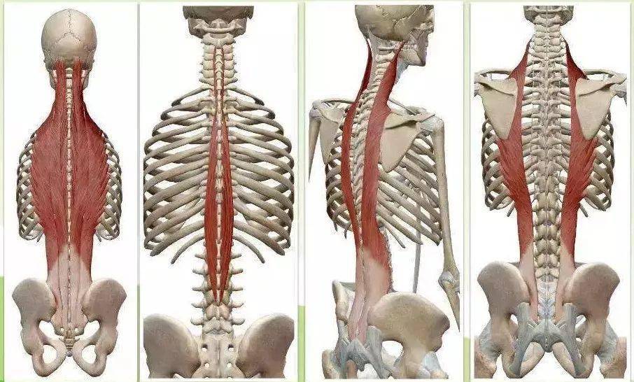 图片:由左至右:竖脊肌整体,棘肌,最长肌,髂肋肌臀大肌髋屈肌(髂腰肌)