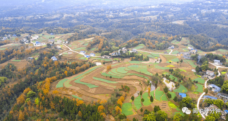 2020年12月,閬中市千佛鎮龍吟山村栽種小麥,油菜,蘿蔔等蔬菜的層層