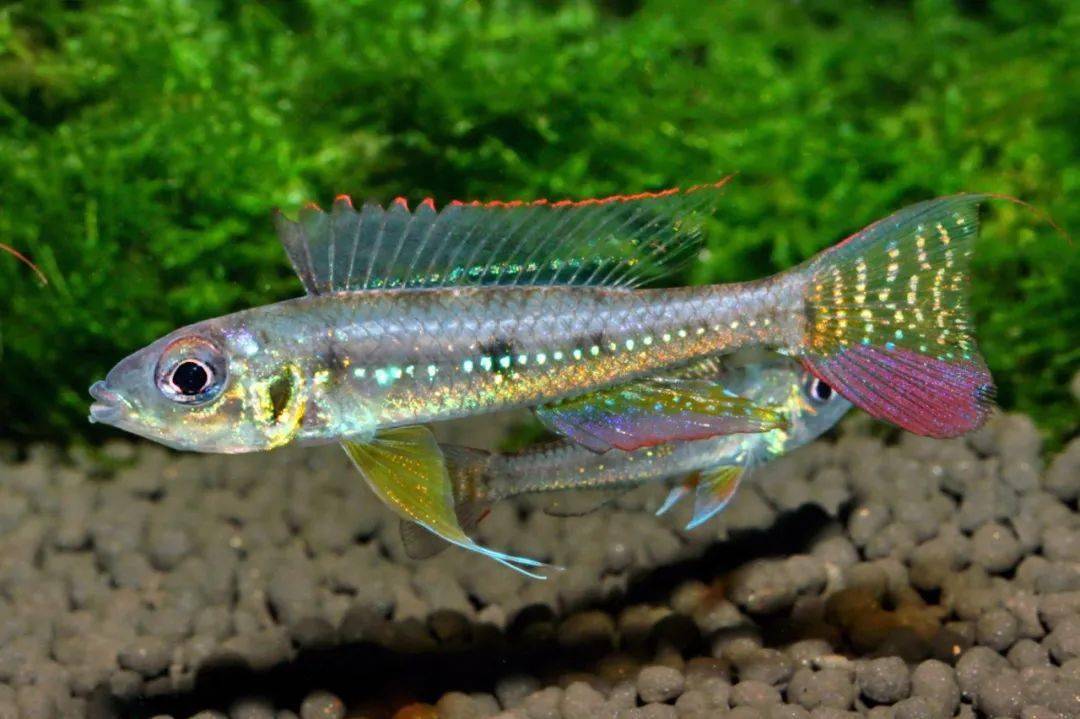 南美洲短鲷(south american dwarf cichlid)