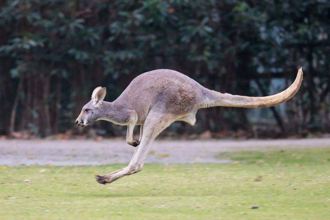 动物健身有妙招温暖又健康
