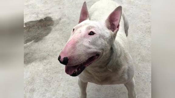 狗子,你有张明星脸你知道么