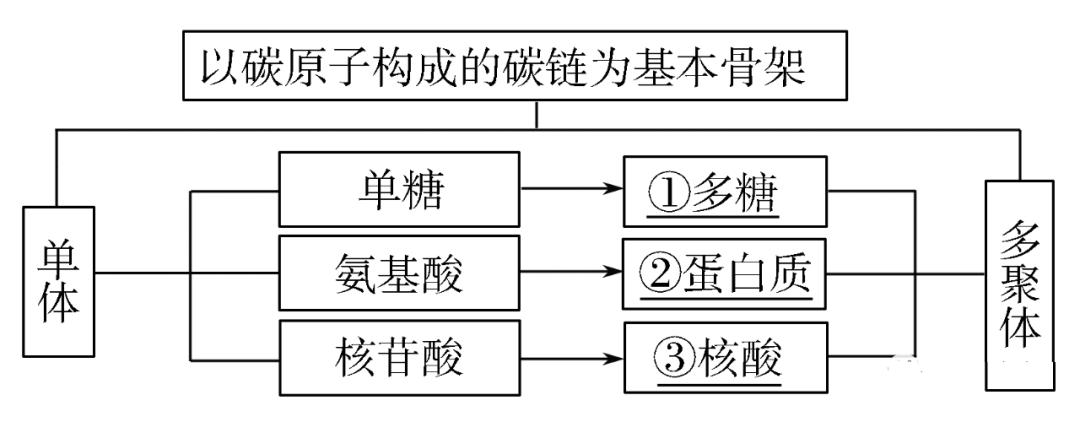 生物大分子以碳鏈為骨架10脂質在細胞中的作用09糖類是生命活動的主要