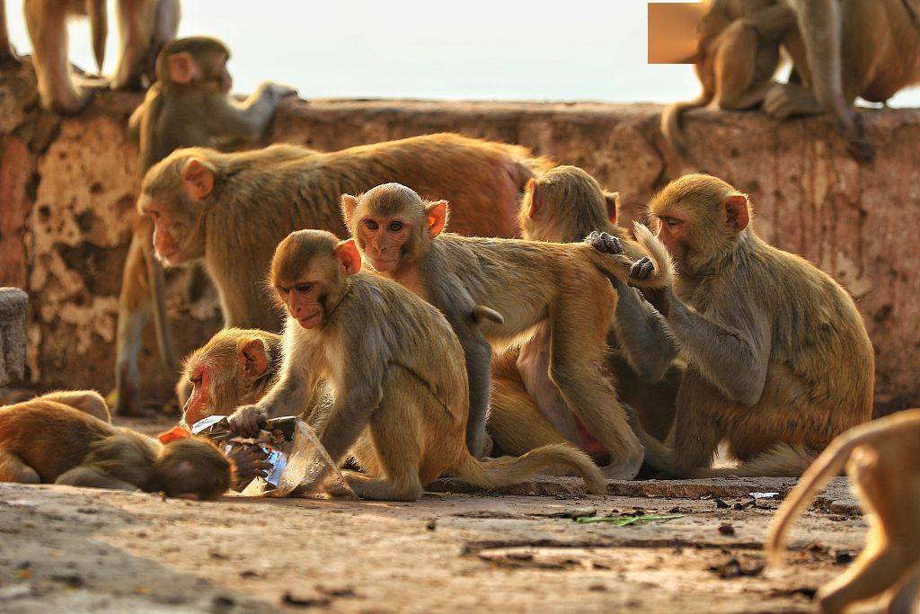 印度拉贾斯坦邦猴子在冬日里嬉戏
