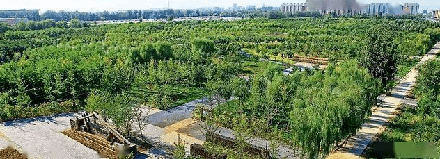 绿化苗木基地在什么地方有