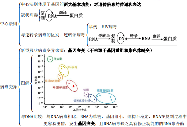 冠状病毒结构蛋白和基因组rna复制完成后,将在宿主细胞内质网处装配