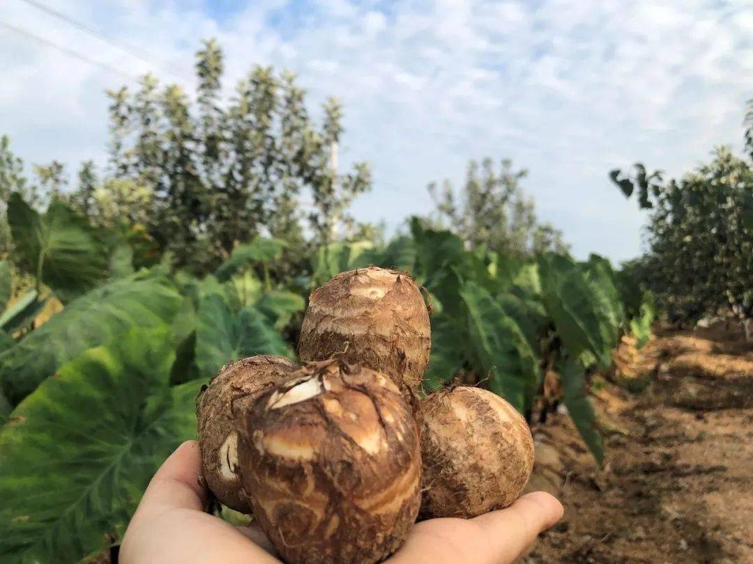 全国包邮山东奶油芋头￥199抢5斤装健康天然清香软糯营养丰富煮芋头煎