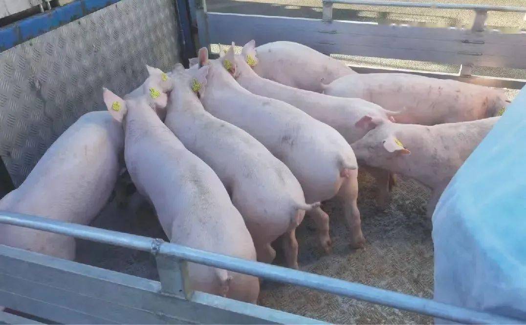 3200头丹麦优质种猪即将到达大田!