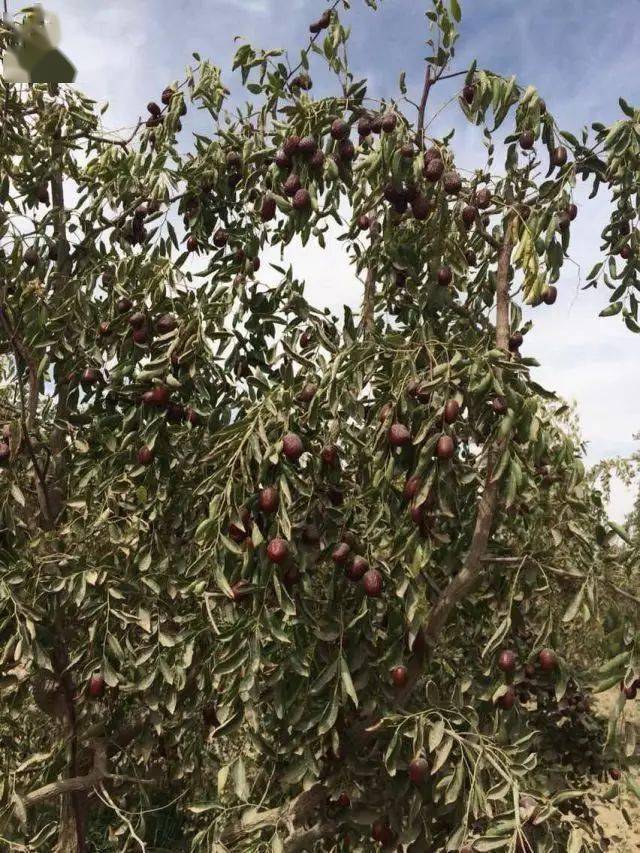 开团纯天然绿色食品源自新疆若羌灰枣原枣绿香妃葡萄干