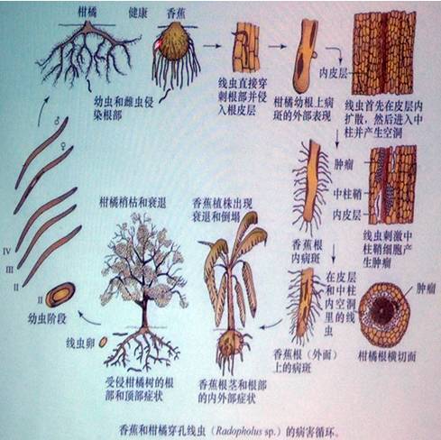 "线虫病最大的特点就是没有特点",该如何辨别?_植物