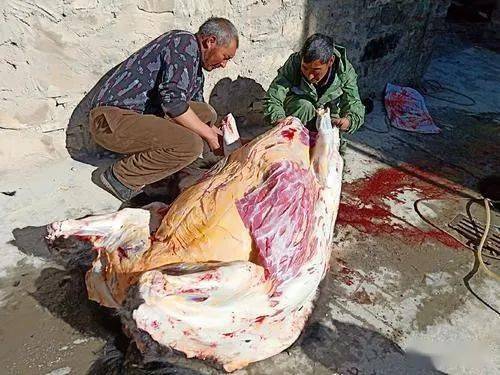 尕藏才旦67尕果故事之宰牛