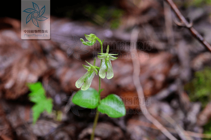【每日赏草】对叶兰