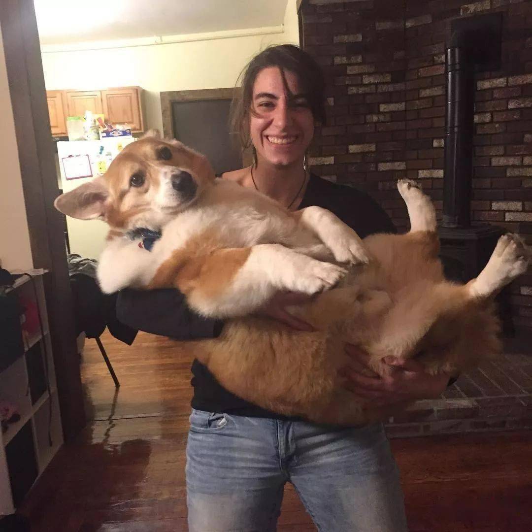 全球最大的柯基体重高达27kg超大型屁股也很治愈