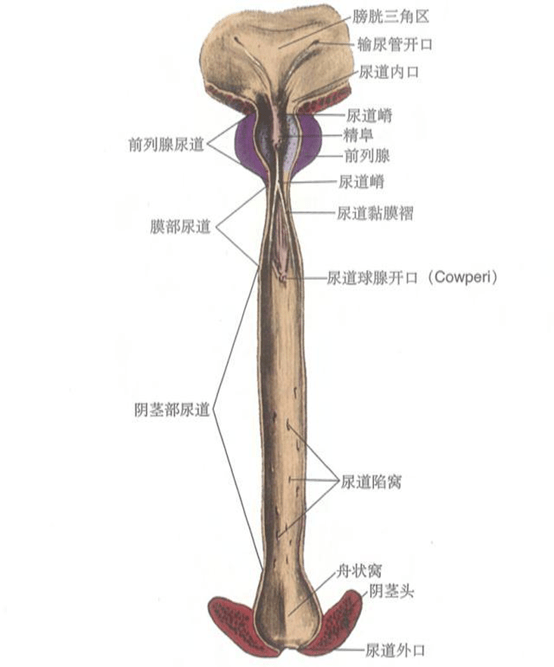 前列腺鈣化