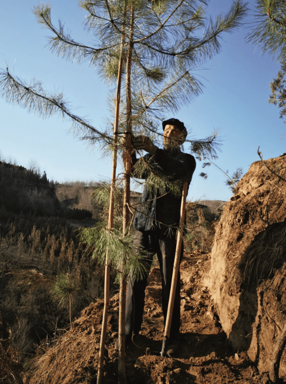 黄土塬变成小江南孪生兄弟义务植树五十载