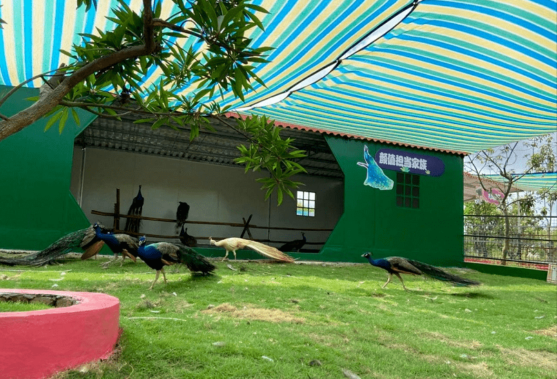 恒大梦幻奇趣园元旦献礼38元抢购价值120元的梦幻风车展献礼周年庆