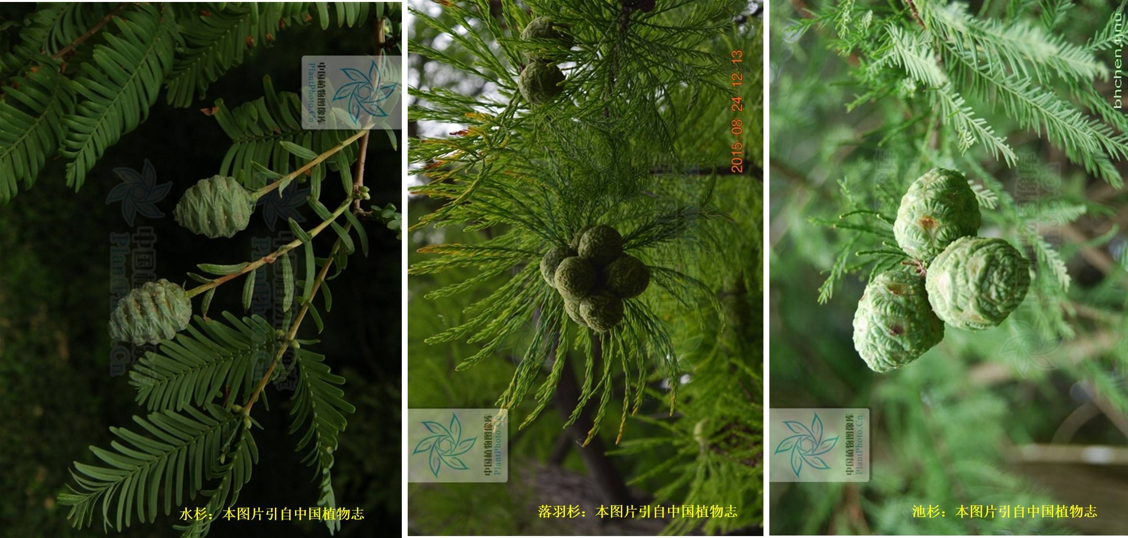 杉树的种类和对应照片图片
