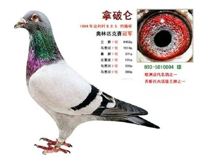 乔斯托内的王牌赛鸽拿破仑有着金子般的高贵血统