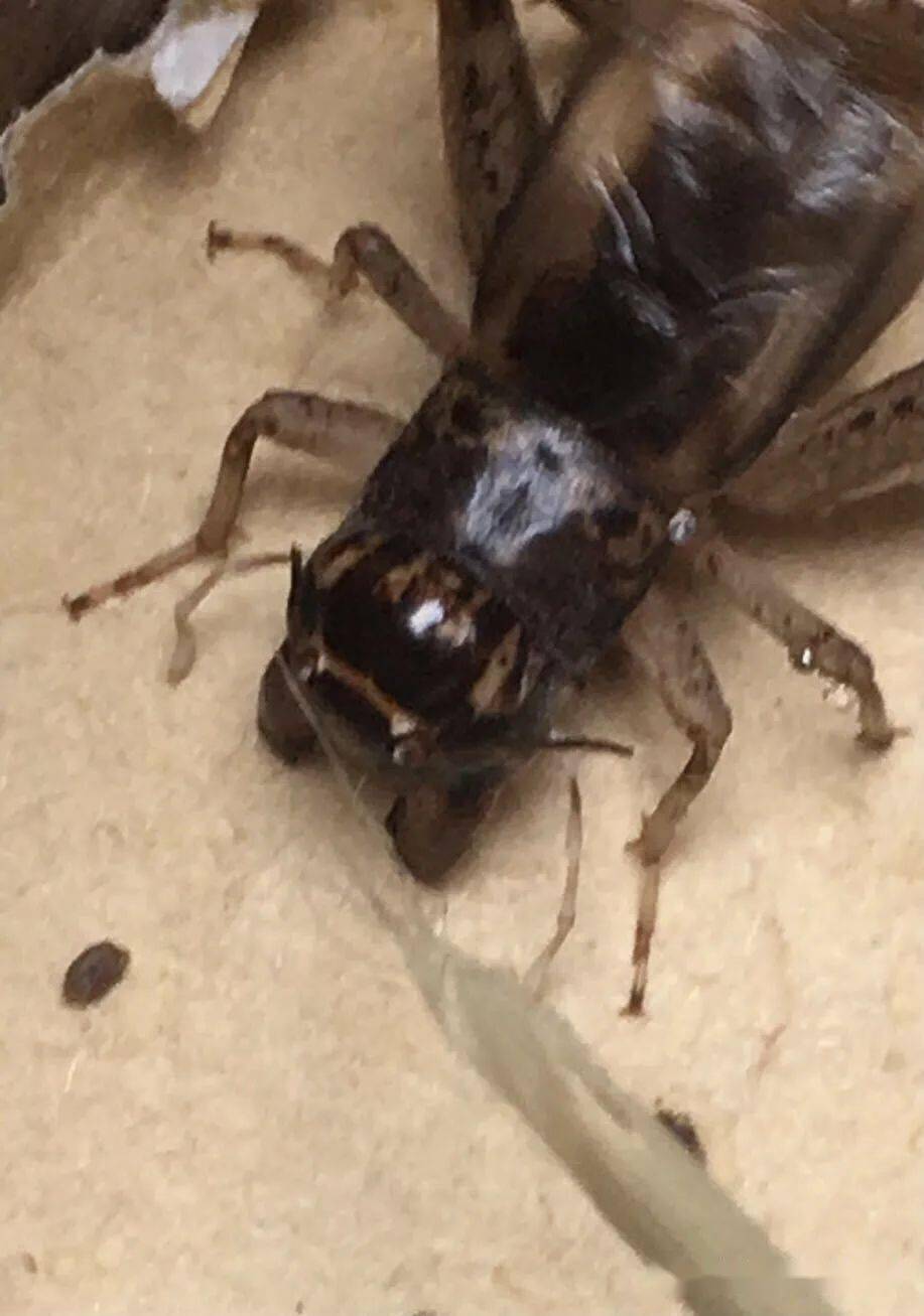 公养6路兖州老白青打不死的小强