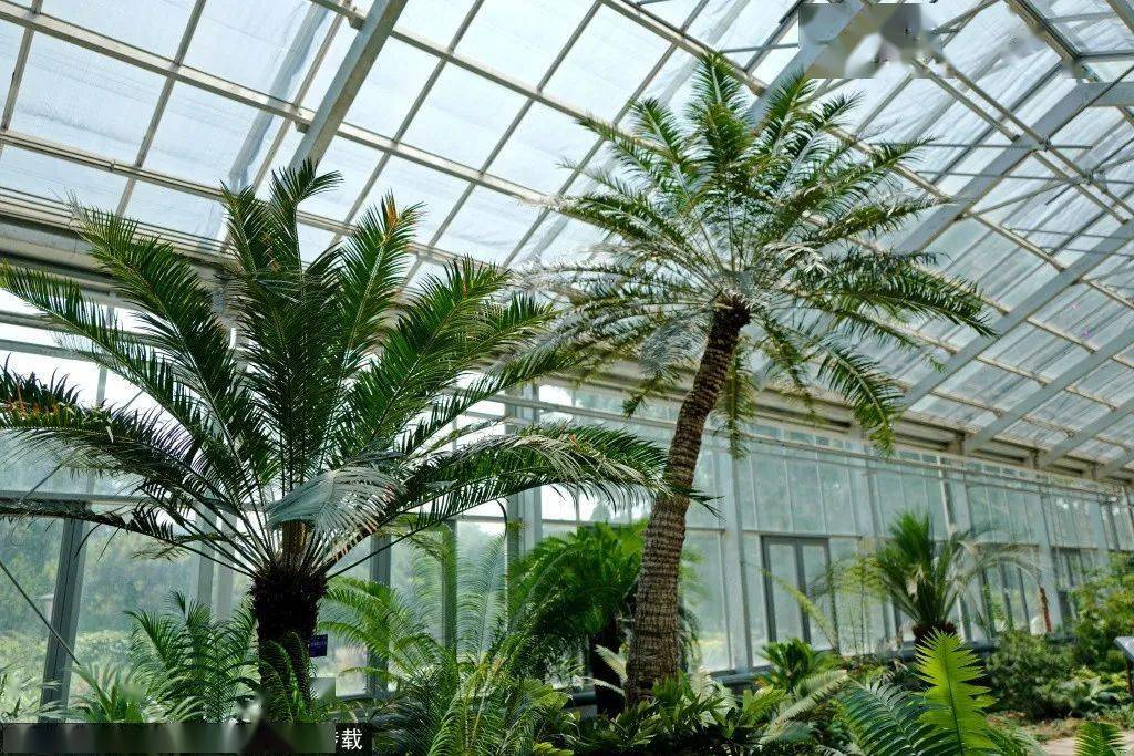 北京冬天竟藏着一片"热带雨林"!寻绿意,赏花海