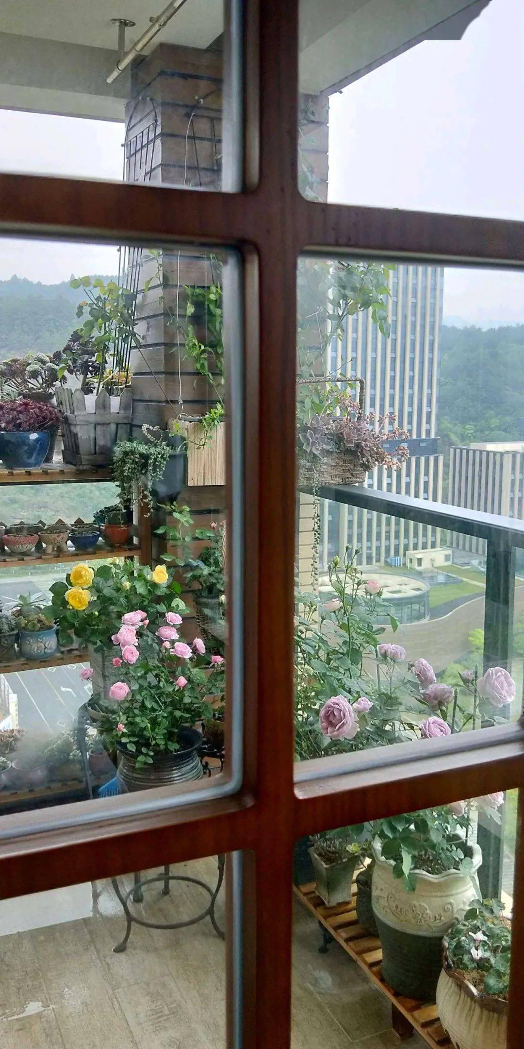 花友晒图丨阳台也能花前月下打造一方小花园