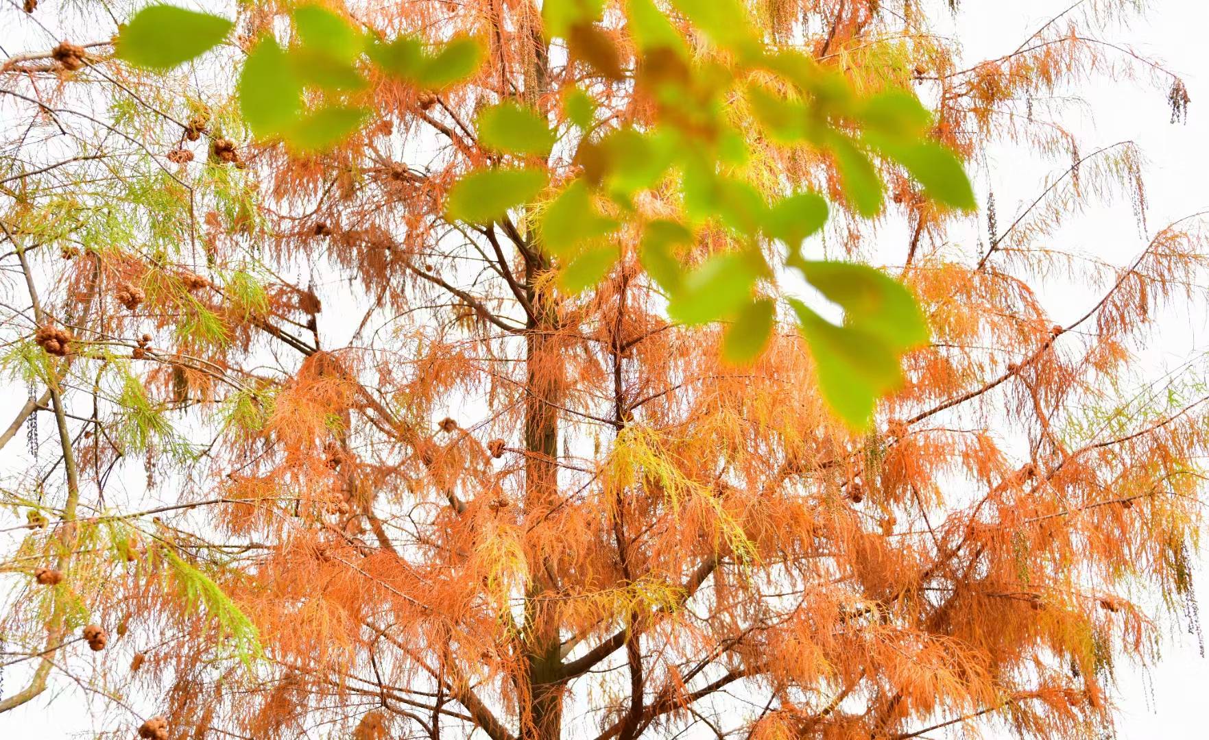 江南公园里披上红装的落叶杉_杉树