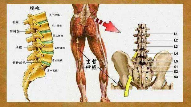 坐骨神经走行图图片