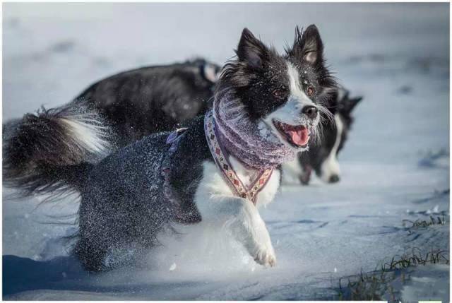 分享一组边牧冬天踏雪照看得我都想带狗子出去玩了