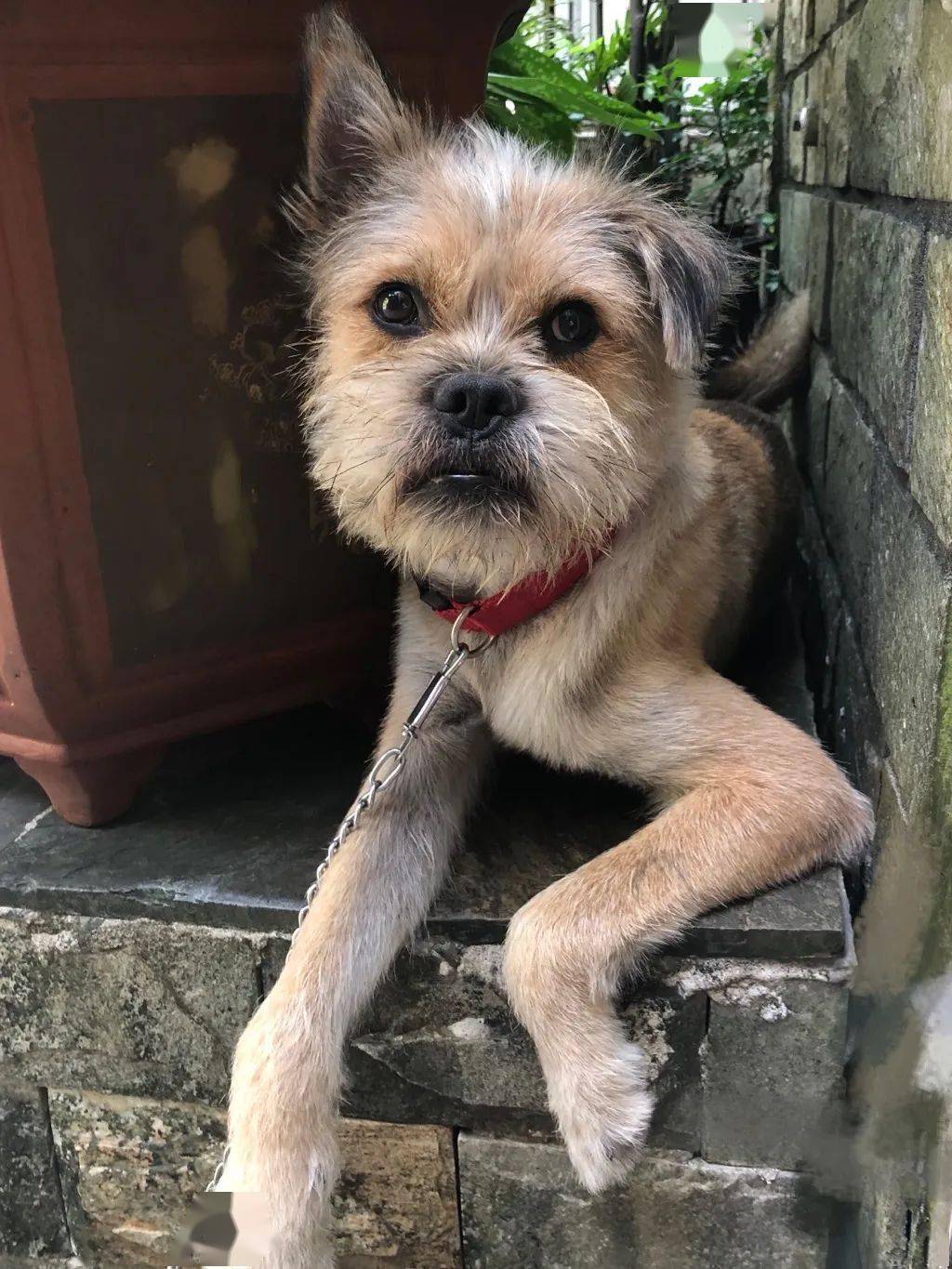 重酬寻狗 重庆市渝北区照母山附近丢失狗狗一只