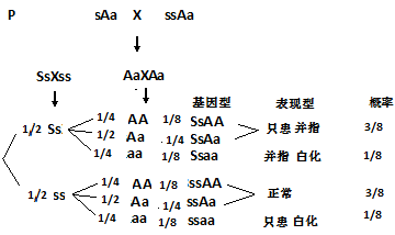 解两对(或多对)相对性状独立遗传的题目时,比棋盘格法简单的还有分枝