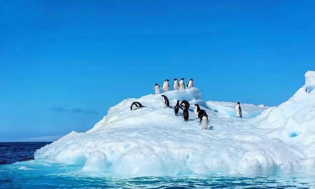 南極和北極哪個更冷南極北極最新照片讓人後背發涼