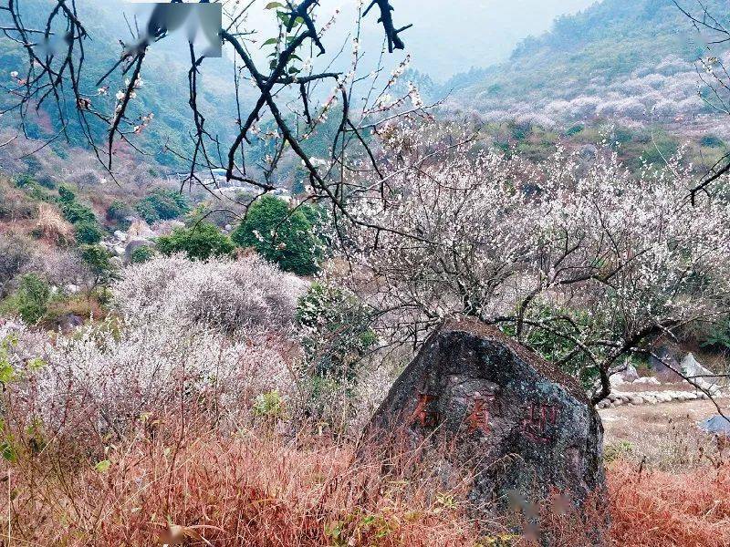 【曹田赏梅】1月2日 行摄新兴曹田梅林 探寻梅花朵朵开