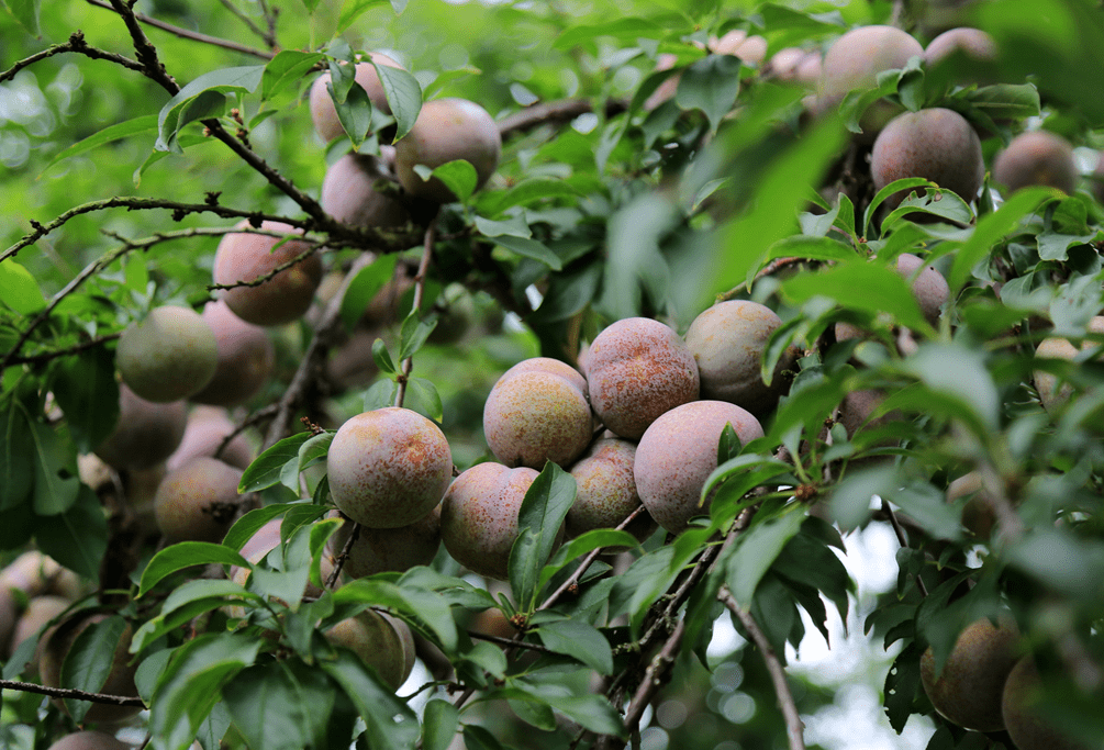 沿途的封开美食别错过~_杏花镇