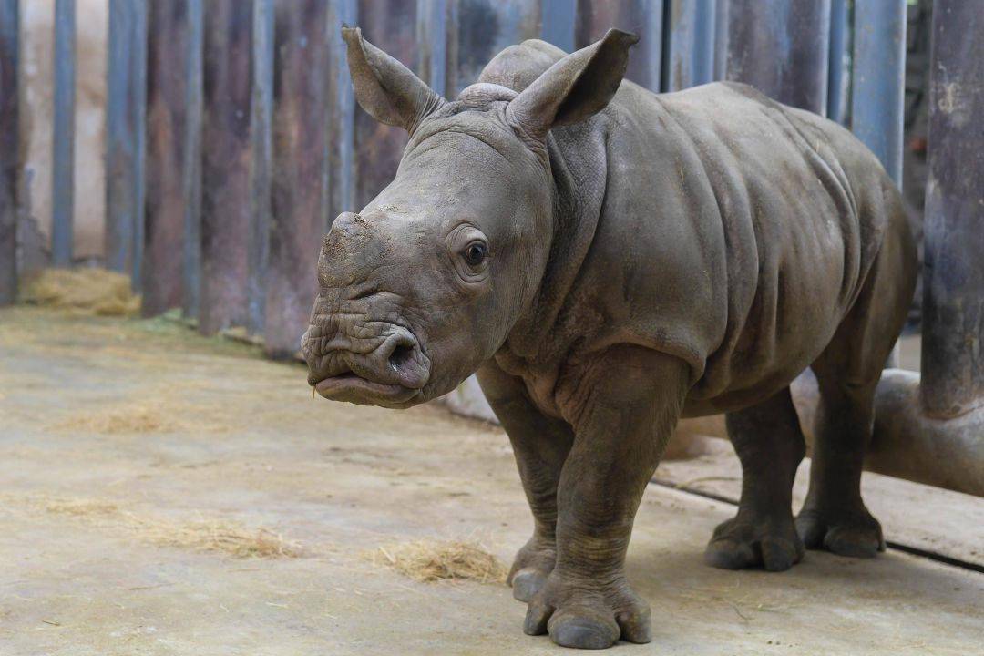 江北第一只双角白犀牛宝宝(奔奔)正式与大家见面啦!