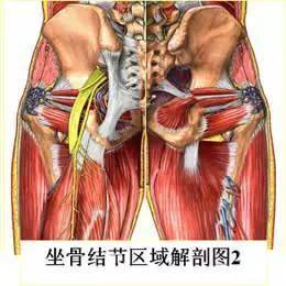 肌肉韧带:后方:臀大肌起于髂骨翼外面和骶,尾骨的后面.
