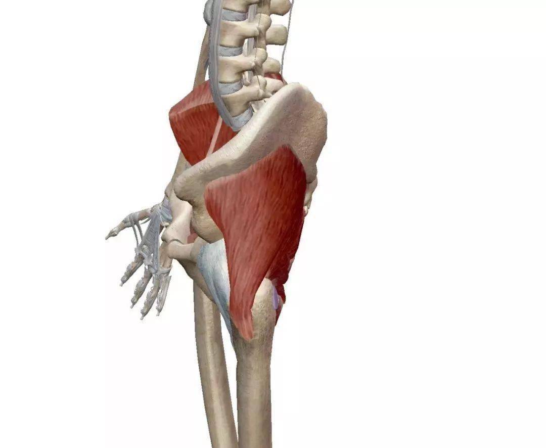 臀中小肌与腰痛