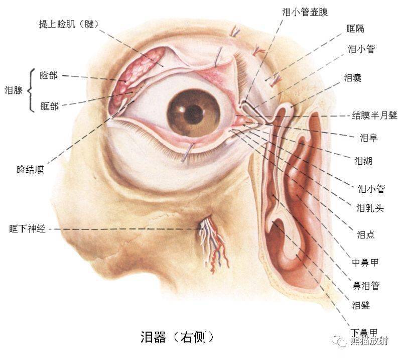 顱面頸部顱面骨眼眶腮腺等詳細解剖圖譜