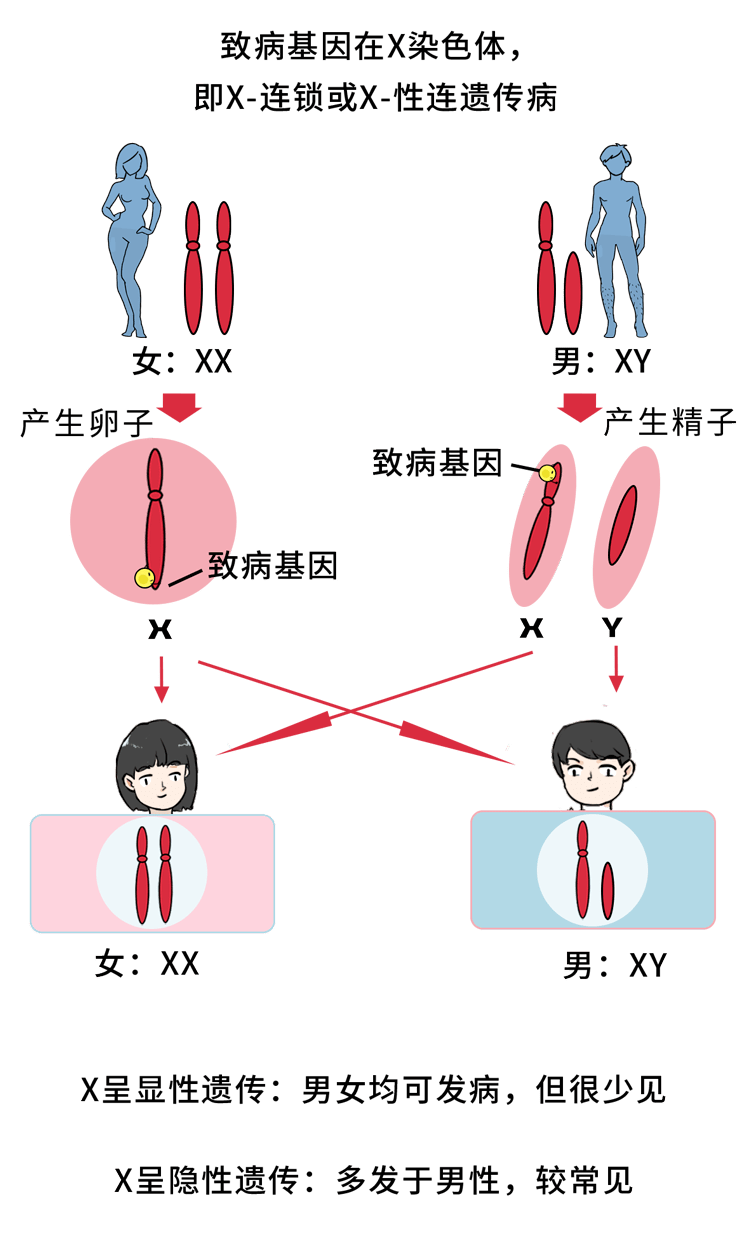 比如紅綠色盲,血友病就位於x染色體上一些遺傳病的致病基因男性是xy