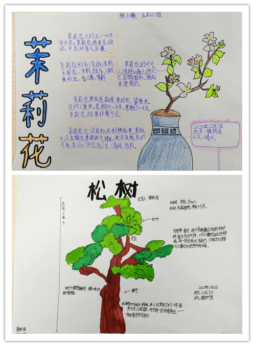 茉莉花自然笔记图片