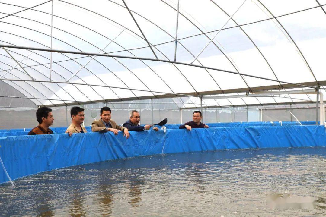 木格镇陈索村高密铁桶养鱼惠及多方