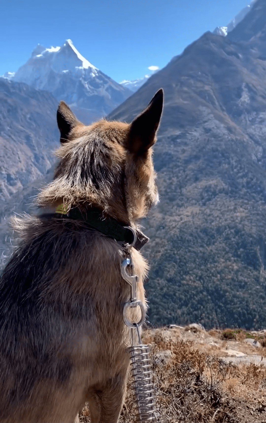 2018年的时候,王相军在西藏墨脱收养了一只叫土豆的狗.