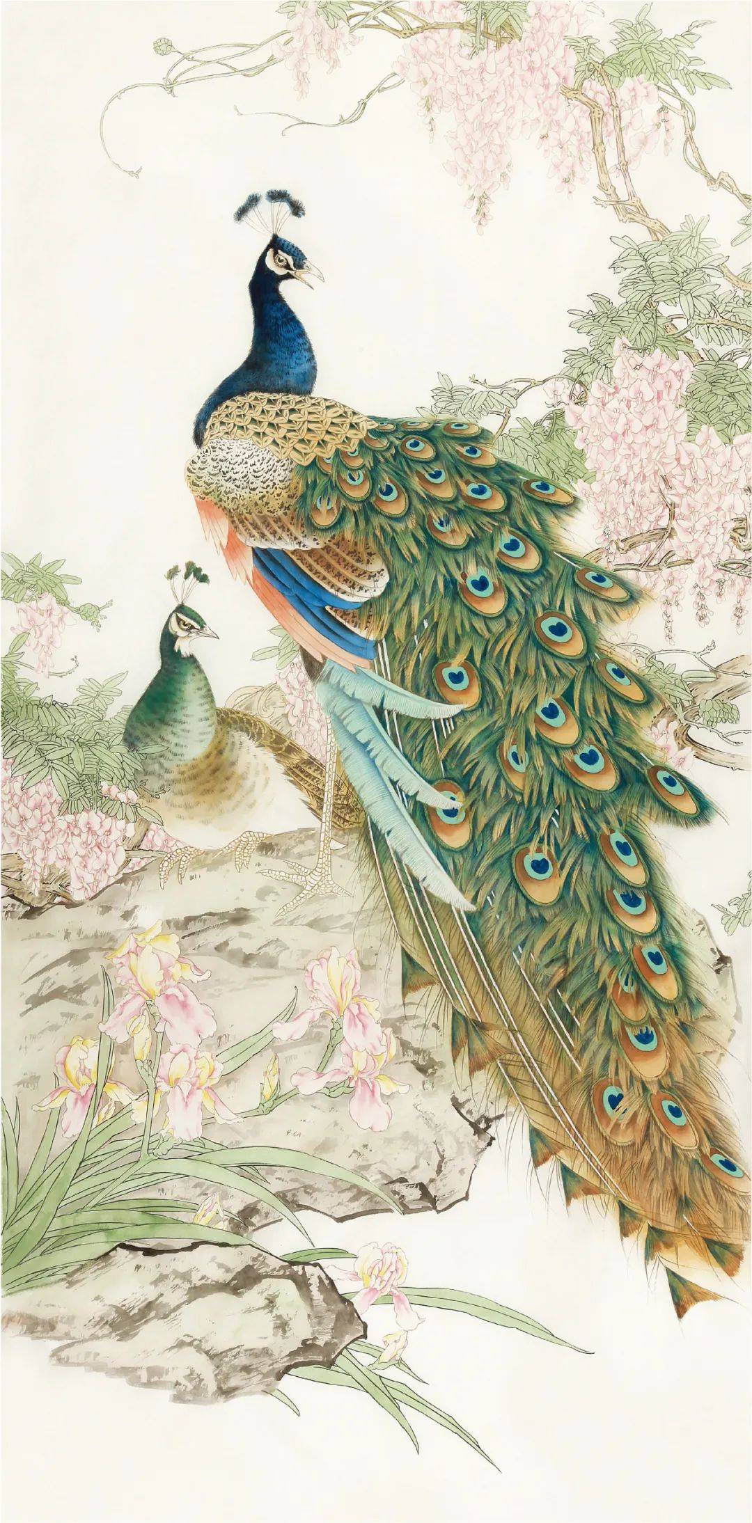 陈军工笔孔雀紫气东来绘制步骤