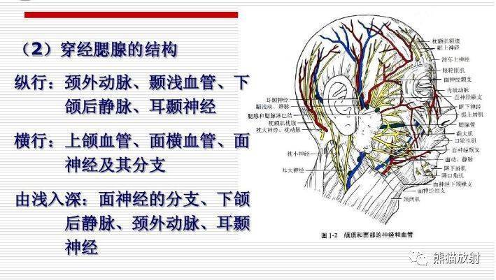 顱面頸部顱面骨眼眶腮腺等詳細解剖圖譜